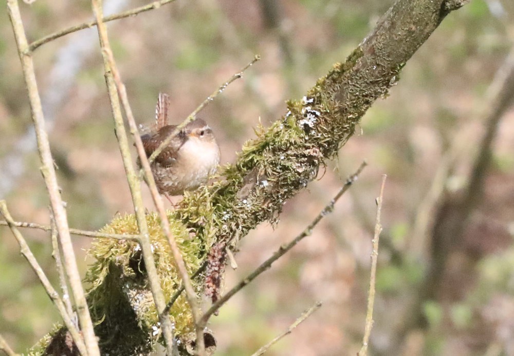 Troglodyte mignon